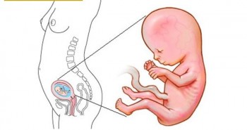 Mang thai tháng thứ 4 - "tuần trăng mật thai kì"