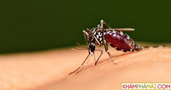 Cách diệt muỗi nhanh trong 10 phút