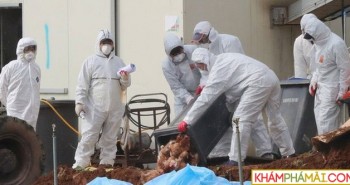 Hàn Quốc xác nhận ổ dịch cúm gia cầm H5N8 mới
