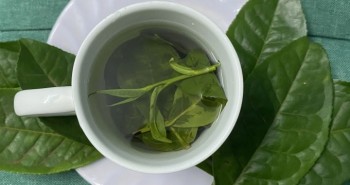 Khoa học chứng minh trà xanh giúp tăng cường trí nhớ