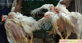 Công nghệ chỉnh sửa gene khiến gà kháng được cúm gia cầm