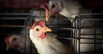 Dịch cúm gia cầm tồi tệ đến mức Nhật Bản hết đất chôn gà