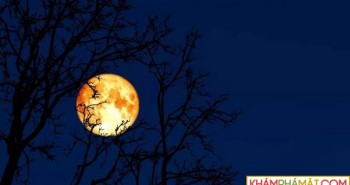 Tại sao trăng rằm tháng 2 được gọi là Trăng giun?
