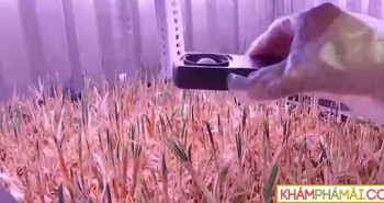 Độc đáo: Hoa nghệ tây được trồng trong container