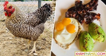 Con gà may mắn nhất thế giới đẻ ra trứng 3 lòng đỏ