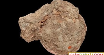 Viên đá mã não được giữ như báu vật 140 năm, nhân viên bảo tàng ngã ngửa khi biết là trứng "quái thú"