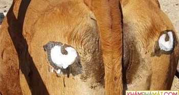 Tại sao những người nông dân châu Phi lại vẽ mắt lên mông của bò?