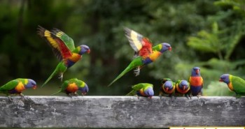 Nghiên cứu mới cho thấy, số chim trên thế giới nhiều gấp 6 lần số người