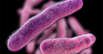 7 loại vi khuẩn phổ biến gây ngộ độc