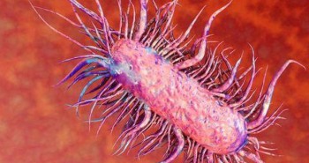 Vi khuẩn ăn thịt người Whitmore là gì?