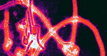 Virus Ebola đang dần tiến hóa, đe dọa nghiêm trọng tới sức khỏe người dân Cộng hòa Congo
