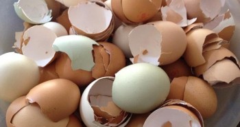 17 tác dụng bất ngờ của vỏ trứng
