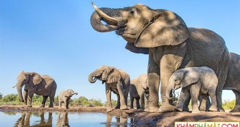 Nỗi khiếp sợ ong mật của voi rừng châu Phi