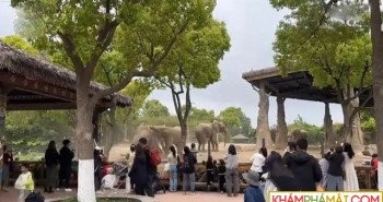 Sẽ như thế nào nếu voi trong sở thú đánh nhau?