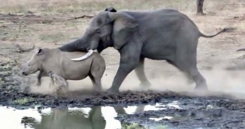Vì sao voi châu Phi đực lại thường xuyên "gây chiến" với tê giác?
