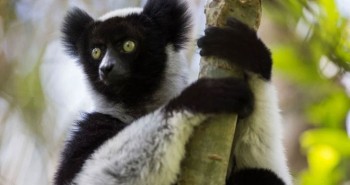 Loài vượn cáo ở quốc đảo Madagascar có thể hát We Will Rock You