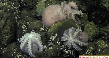 Phát hiện "nhà trẻ" bạch tuộc dưới biển sâu 2.800m
