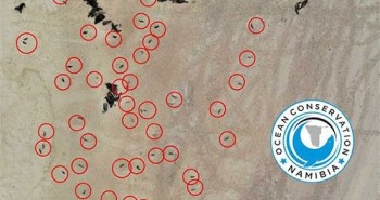 Phát hiện tới 5.000 bào thai hải cẩu ở bờ biển Namibia
