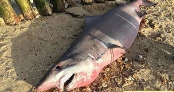Cá mập hổ cát quý hiếm bị chặt mất đầu khi mắc cạn
