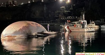 Xác cá voi khổng lồ dạt vào cảng biển