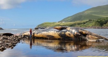 Xác cá voi 19m mắc cạn có thể phát nổ