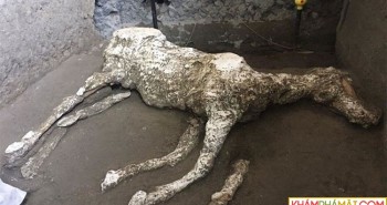Phát hiện xác ngựa gần 2.000 năm vùi dưới tro núi lửa