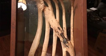 Hươu sống sót nhiều năm với mũi tên xuyên xương sườn