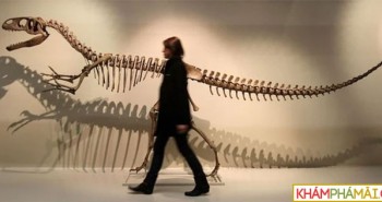 200 năm nghiên cứu về khủng long: Vẫn còn nhiều bí ẩn chưa được giải mã
