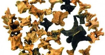 Phát hiện bằng chứng con người ăn thịt rắn cách đây 15.000 năm
