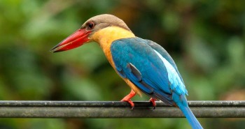 Top 10 loài chim đẹp nhất trên thế giới